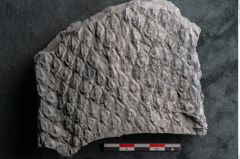 Foto (Detailansicht) von Lepidodendron sp.  (NHMW-GEO-2024-0188-11166)